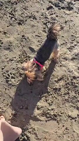 A person's bare feet are visible in the bottom left corner of the frame, standing on a sandy surface. A small dog with tan fur, wearing a pink collar, is in the center of the frame, facing away from the camera and moving to the right. The dog's tail is blurred due to motion. The background consists of more sandy ground with tire tracks and footprints, leading to a line of trees in the distance under a clear sky. The sun casts shadows across the ground.