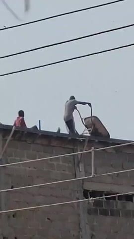 The video shows three people on the roof of a brick building. Two of the people are near the center of the roof, and one is further to the left. One person in the center is pushing a wheelbarrow, and another person is standing next to them. The person on the left is sitting down. Overhead power lines are visible in the background. The sky is overcast.