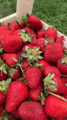 Fresh strawberry crate spotted on grass in Izhevsk
