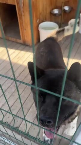A dark-colored dog with white markings on its legs stands behind a green wire fence. The dog is facing left, with its head turned to the left, and its tongue is visible. The dog's fur is thick, and its ears are pointed. The background is blurred, but it appears to be an outdoor setting with wooden structures and some foliage. A white bucket and a dark barrel are visible in the background. The lighting suggests it is daytime.