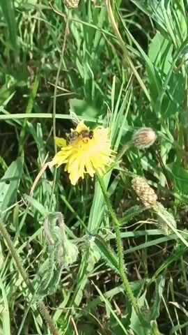 A bee is seen landing on a yellow flower. The bee then moves around on the flower. The bee then flies away from the flower and the video ends.