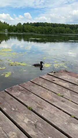 A lone duck swims in a calm lake, surrounded by greenery. The duck is a dark color and appears to be looking to the right. The water has patches of green algae floating on it, and the reflection of the sky and trees can be seen on the surface. In the foreground, a wooden dock is visible, made of weathered planks. The dock extends into the water, providing a platform for viewing the lake. The background is filled with a dense line of trees, with a few fluffy clouds in the blue sky above. A small white structure, possibly a gazebo, is visible in the distance on the far bank. The overall scene suggests a peaceful, natural setting.