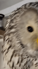 Indoor animal collection in Abakan: cats, raptors, and a corvid.