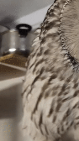 Indoor animal collection in Abakan: cats, raptors, and a corvid.