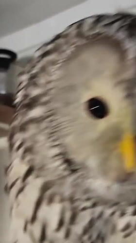 Indoor animal collection in Abakan: cats, raptors, and a corvid.