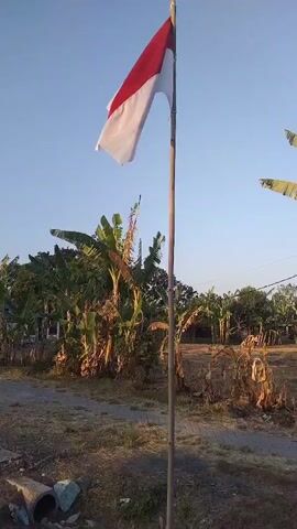 A full shot video of a red and white flag waving in the wind on a bamboo pole. The flag is positioned in the center of the frame, with a clear blue sky in the background. To the left and right of the flag, there are trees with green leaves, suggesting an outdoor setting. The ground is covered with dry grass and some dirt. The flag appears to be of Indonesian origin. There are no people visible in the video. The sun is shining, casting a warm light on the scene.
