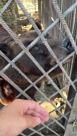 The video shows a brown bear in a cage being offered a round, baked good through the cage. A hand is visible holding the baked item near the cage bars. The bear reaches for the treat, taking it through the bars. The cage is made of metal bars arranged in a grid pattern. The bear is dark brown with visible teeth. The environment around the cage appears to be a concrete area with some natural light.