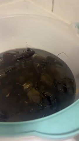 A close-up, static shot shows a plastic bucket filled with murky water and a significant number of live crayfish. The crayfish are submerged, with their antennae and claws visible above the water's surface in several instances. The bucket appears to be light blue or green around the rim. The lighting is somewhat dim, suggesting an indoor setting, possibly a kitchen. The camera angle is from above, looking down into the bucket. The video is very short, with the timestamp indicating only a few seconds of footage.