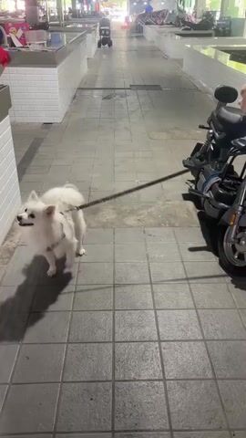 A small white dog on a leash is being walked down a market aisle. The dog is wearing a white harness. The leash is attached to a parked scooter. The market aisle is lined with stalls selling various goods, including what appear to be live poultry in cages and boxes of eggs. The floor is tiled and wet in places. The lighting is dim, suggesting it is either early morning or evening. The stalls appear to be empty of people.