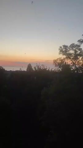 This video shows a view of a sunset over a body of water, with trees and buildings in the foreground. The sky is a gradient of colors, from light blue at the top to orange and pink near the horizon. There are several birds flying in the sky, as well as what appears to be a string or wire stretched across the frame. The trees are silhouetted against the sky, and their leaves are dark green. The buildings are small and indistinct, and they appear to be residential. The overall impression is one of peace and tranquility.