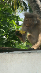 Macaque monkey spotted foraging bananas in Ahangama, Sri Lanka
