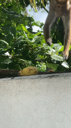 Macaque monkey spotted foraging bananas in Ahangama, Sri Lanka