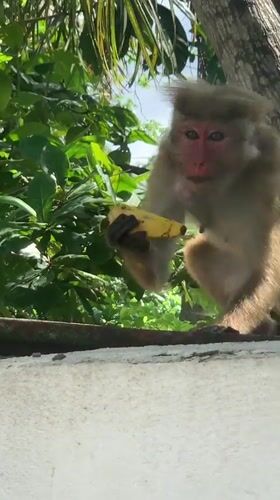 Macaque monkey spotted foraging bananas in Ahangama, Sri Lanka