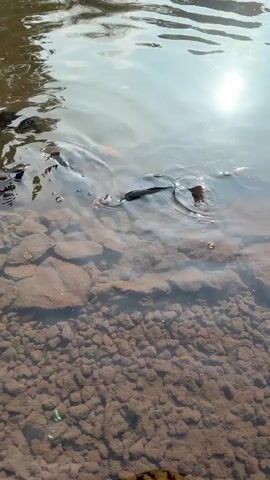 The video shows a close-up view of fish swimming in a shallow body of water. The bottom of the water is visible and appears to be made up of small rocks and sediment. Several dark-colored fish are actively swimming, with their mouths occasionally breaking the surface of the water. An orange-colored fish is also visible.  The water's surface reflects sunlight, creating a bright glare. The overall setting appears natural.