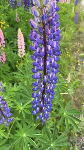 This is a vertical, close-up, eye-level shot of a vibrant purple lupine flower in full bloom. The flower stalk, laden with densely packed florets, dominates the foreground, its deep purple hue transitioning to lighter shades and hints of pink towards the top. Surrounding the central subject is a lush field of lupines in various shades of purple and soft pink, interspersed with small yellow wildflowers. The background is softly blurred, with hints of green foliage and what appears to be a grey, paved surface and a building on the right, suggesting a roadside or a garden setting. The lighting is natural, indicating it's daytime, possibly late morning or afternoon, with soft, diffused light that highlights the textures and colors of the flowers. The overall mood is serene and idyllic, celebrating the beauty of nature in bloom. There is no visible text in the image. The location context places this scene in Åmot, Norway, where lupines are known to bloom profusely during the summer months, often along roadsides and in meadows. The image captures the essence of a Norwegian summer landscape.