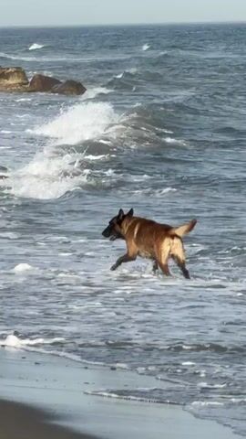 A tan and black dog with a ball in its mouth runs along a wet sandy beach towards the ocean. Waves crash and recede on the shore. In the background, several people sit in beach chairs on the sand. Large, weathered rocks or concrete structures are visible in the water and on the beach. The sky is a light blue and the water is a muted blue-gray.