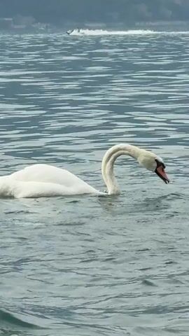 A white swan swims in a body of water. In the background, a person on a jet ski is visible. The water is choppy, and the sky is overcast. The swan dips its head below the surface of the water.