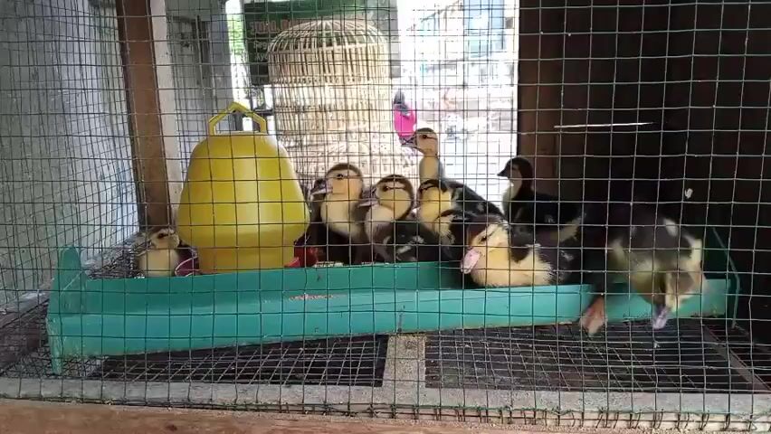 The video shows a group of ducklings inside a wire cage. The ducklings are a mix of yellow and brown and black. They are gathered around a green feeder. There is also a yellow water dispenser in the cage. In the background, there is a bird cage and some blurry shapes that might be people or vehicles. The overall environment appears to be outdoors or in a covered area with natural light.