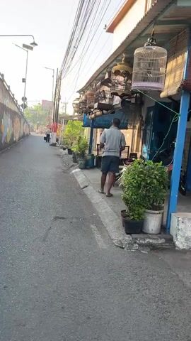 The video shows a street scene in what appears to be a residential area. A man in a grey t-shirt and blue shorts is standing on the sidewalk, facing away from the camera, and looking towards a row of bird cages hanging from an awning. There are several potted plants on the sidewalk. In the background, the street curves to the left and ascends a slight incline. A wall with graffiti is visible on the left side of the street. Overhead wires are strung across the scene. The lighting suggests it is either early morning or late afternoon. There are no other people prominently featured in the video. The environment is somewhat cluttered with various objects on the sidewalk and hanging from the awning.