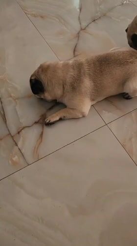 Pugs and greenery across a Kazan neighborhood morning