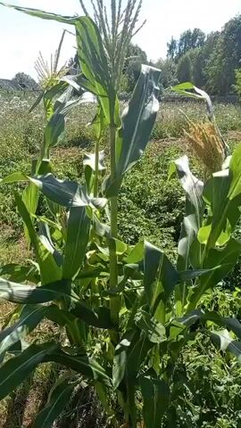 The video shows a close-up view of a cornfield. The corn stalks are tall and green, with large leaves. Some of the corn cobs are visible, covered in silky threads. The background is filled with more corn stalks and other green vegetation, suggesting a lush, growing environment. The sky above is a clear blue with some white clouds. The overall impression is one of a healthy, thriving agricultural scene under a sunny sky.