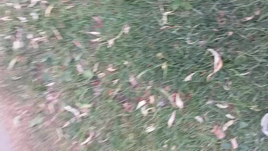 The video shows a group of people and dogs walking on a paved path next to a grassy area and bushes. The camera is moving, causing a motion blur. The people are mostly walking and some are holding leashes attached to dogs. There are several dogs of various breeds and sizes, some appearing to be actively walking or sniffing. The environment appears to be a park or an outdoor recreational area, with trees and foliage visible. The lighting suggests daytime.