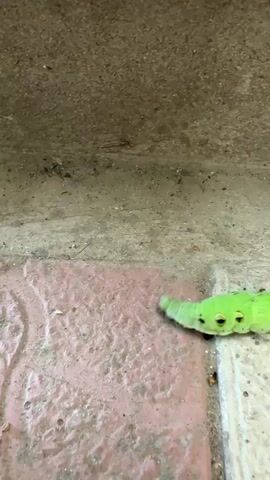 A bright green caterpillar crawls across a textured surface composed of reddish-pink bricks and a greyish-brown concrete or stone ledge. The caterpillar has visible black spots on its body and appears to be moving from left to right in the frame. The background is out of focus, suggesting the focus is on the caterpillar and the immediate surface it is traversing. The lighting is consistent, indicating it is likely daytime.