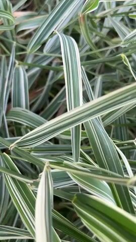 A close-up video shows the variegated green and white leaves of a plant, possibly ornamental grass, swaying gently. The camera moves smoothly through the dense foliage, focusing on the long, slender leaves with their distinct stripes. The lighting is soft and natural, suggesting an outdoor setting during the day. There are no people or discernible objects other than the plant itself. The overall impression is one of natural beauty and tranquility.