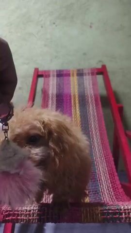A person's hand holds a keychain with a fluffy pom-pom toy above a small, light brown poodle puppy. The puppy is standing on a woven chair seat with a striped pattern and red wooden legs. The puppy looks up at the toy and reaches for it with its head and paws. The background is a plain wall. The video is shaky and the lighting is dim.