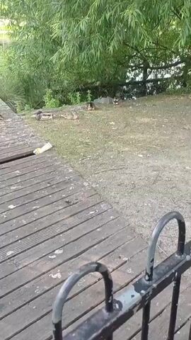 A group of ducks are resting on the grassy bank beside a wooden pier. The pier runs along the left side of the frame, with several planks visible. A white bottle lies on the pier. The ducks are scattered across the bank, some lying down and others standing. Behind the bank, lush green trees create a dense canopy, with a glimpse of water visible through the foliage. The scene appears to be set during the day, with natural light illuminating the area. The presence of a pier and a body of water suggests a park or recreational area, likely a pond or lake. The ducks seem calm and relaxed, indicating a peaceful atmosphere. There is no visible text in the media file.