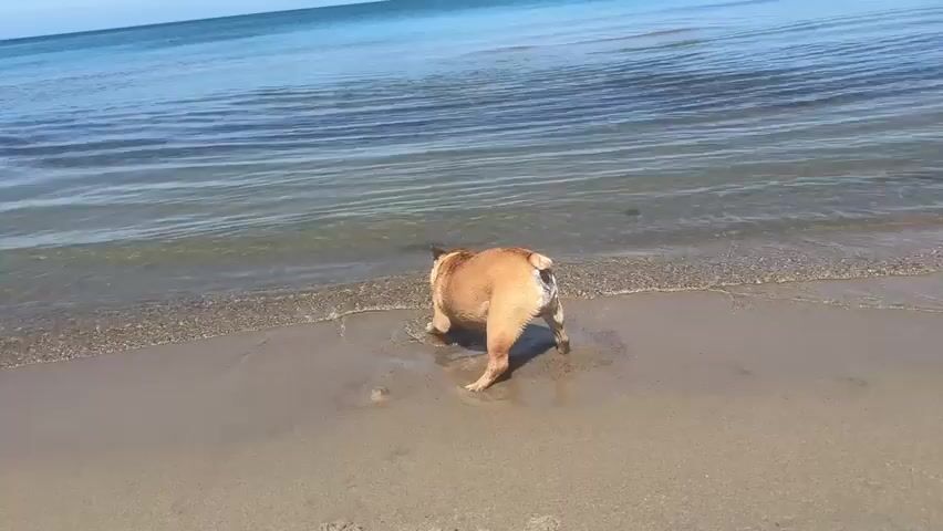 A medium shot shows a fawn-colored bulldog on a sandy beach with its rear end to the camera. The bulldog is facing the ocean, which is a clear blue with gentle waves lapping at the shore. The dog is digging in the sand with its front paws. The sun is shining brightly, casting a shadow of the dog on the sand. The sky is a clear, bright blue with no clouds visible. The waves are the only sound, with the occasional soft splash. The dog is intently focused on its digging, with no regard for the camera or its surroundings. The scene is peaceful and serene, with the natural beauty of the beach and ocean dominating the frame.