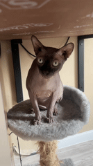 Sphynx cat observed resting and grooming on indoor perch