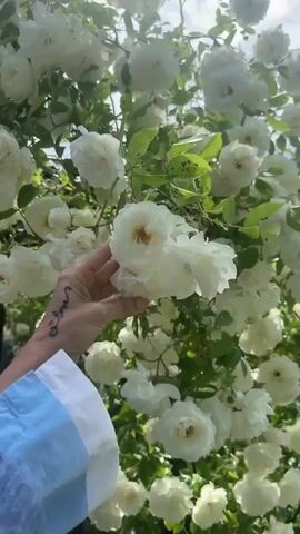 A person's right hand is shown gently interacting with a voluminous rose bush laden with white roses. The hand, with neatly kept nails and a small, dark cursive tattoo on the inner wrist, reaches in to touch and hold several clusters of the white blooms. The person wears a light blue and white striped or color-blocked sleeve, possibly of a soft fabric.

The outdoor scene is bathed in bright daylight under a partly cloudy sky, with sounds of wind audible. In the background, a dark-colored, two-story residential building with windows is visible. Below the building, other greenery, a white fence, and what appears to be a garden or outdoor area with planters are present. The overall impression is a sunny, breezy day in a well-maintained garden or residential setting.