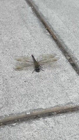 A close-up, high-angle shot shows a dragonfly resting on a light grey concrete surface. The dragonfly is positioned centrally in the frame, with its head facing the bottom of the image. It has a dark green to black body and transparent, iridescent wings that are spread wide. The intricate venation of the wings is clearly visible. Its six legs are tucked beneath its body, and its large compound eyes are prominent. The concrete surface appears textured, possibly an exposed aggregate, and shows some light wear and specks of dirt. A thin, dark line, possibly a seam or crack in the pavement, runs diagonally from the upper right corner towards the center. A small piece of natural debris, resembling a twig, is visible near this line in the upper right. The lighting is even, suggesting it is daytime, possibly with overcast conditions or in an area with indirect sunlight. There are no people visible, and no discernible text or branding. The setting appears to be an outdoor paved area, consistent with a sidewalk or patio in an urban or suburban environment like White Plains, USA. The dragonfly is stationary, suggesting it is resting.