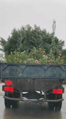 Flower-laden truck travels through rainy Kandahar streets