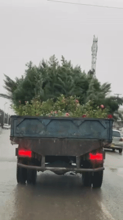 Flower-laden truck travels through rainy Kandahar streets