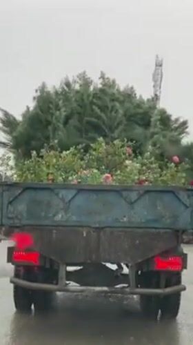Flower-laden truck travels through rainy Kandahar streets
