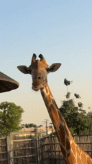 Dubai wildlife park tour captures diverse animal encounters