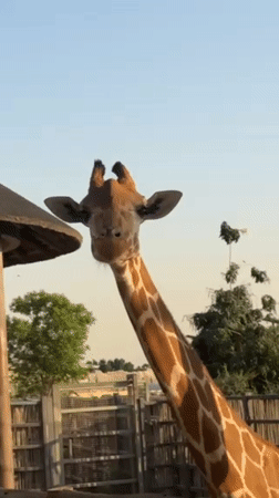 Dubai wildlife park tour captures diverse animal encounters