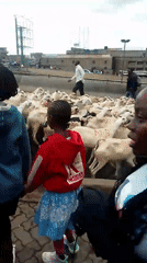 Goat herd moves through busy Nairobi streets during morning hours
