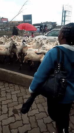 Goat herd moves through busy Nairobi streets during morning hours