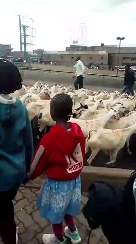 Goat herd moves through busy Nairobi streets during morning hours