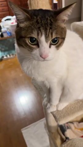 The video shows two cats, one after the other, sitting on different levels of a cat tree. The first cat is white with brown tabby markings on its head. It has green eyes and a pink nose. It sits on the lower level of the cat tree. The second cat is all white with blue eyes. It sits on the top level of the cat tree. The background shows a room with wooden floors and various furniture items. The lighting is generally warm and indoor.