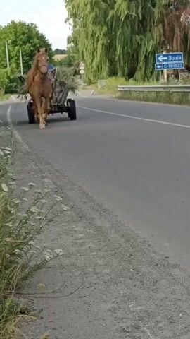 A horse-drawn cart is being driven along a road. The horse is a light brown color and appears to be strong. The cart is loaded with hay or some other vegetation. A man is sitting on the cart, holding the reins of the horse. He is wearing a blue shirt.

The scene appears to be rural, with trees and vegetation lining the road. The road is paved and appears to be in good condition. There is a road sign in the background with Ukrainian text and a directional arrow. The time of day appears to be daylight, possibly afternoon, based on the lighting. The weather seems to be clear and sunny. The overall mood of the scene is peaceful and idyllic, evoking a sense of traditional rural life.

The road sign in the background has the following text: "Зозіїв" (Zoziv) and "С-181522" (S-181522). This indicates that the location is likely near Zoziv in Ukraine, and C-181522 is possibly a road number or identifier. The footage captures a moment of everyday life in a Ukrainian village.