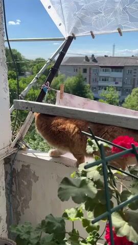 An orange cat is on a balcony, with a clothesline and some plants visible. The cat is walking along the railing of the balcony. There are buildings and trees in the background. The sky is blue with some clouds.