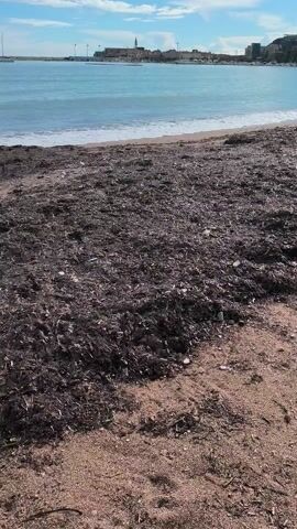 The video depicts a beach. A thin strip of sand and the water are visible on the left. The center and right are filled with dark vegetation and a few small white rocks. A foot clad in a white sneaker and gray pants appears to step onto the dark vegetation in the middle of the video.