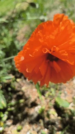 Ordinary moments documented across Klaipėda during May morning hours