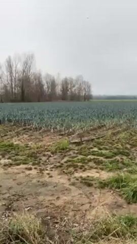 The video shows a field of leeks under an overcast sky. The leeks are planted in rows and appear to be mature. A line of bare trees is visible in the background. The foreground consists of muddy ground with patches of green grass. The camera pans slightly to the right. A cough is audible at the start of the video.
