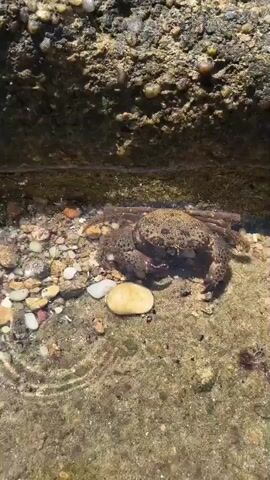 A crab is partially submerged in clear shallow water next to a rocky embankment. The crab has a mottled brown and green shell and is facing towards the left of the frame. Its claws are visible and appear to be submerged in the water. The substrate consists of small pebbles and sand. The lighting suggests it is daytime.