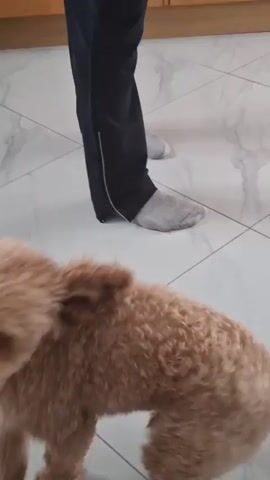 A fluffy tan dog with curly fur is on a white tiled floor. A person wearing grey socks and dark pants is standing on the floor. The dog is looking towards the person.